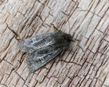 Svart sumpfly (Celaena haworthii)