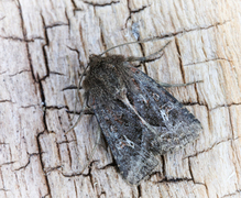 Svart sumpfly (Celaena haworthii)