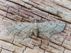 Seljedvergmåler (Eupithecia tenuiata)