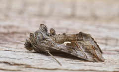 Gammafly (Autographa gamma)