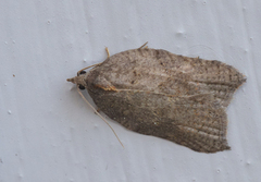 Grå flatvikler (Acleris effractana)