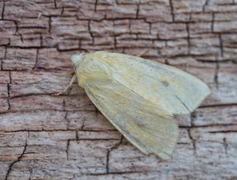 Blekt gulfly (Xanthia icteritia)