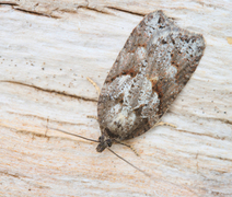 Blåbærflatvikler (Acleris maccana)