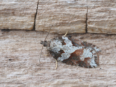 Blåbærflatvikler (Acleris maccana)