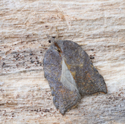 Grå-/konkavflatvikler (Acleris effractana/emargana)