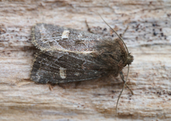 Svart sumpfly (Celaena haworthii)