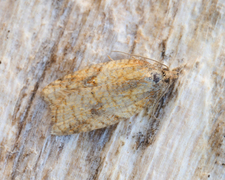 Mjødurtflatvikler (Acleris aspersana)