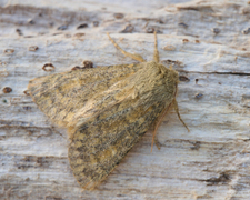 Tempelfly (Dasypolia templi)