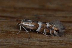 Phyllonorycter ulmifoliella