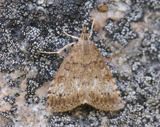 Brun engmott (Udea inquinatalis)