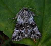 Torskemunnfly (Calophasia lunula)