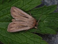 Kommagressfly (Leucania comma)