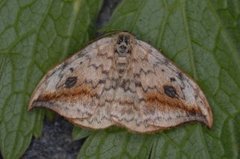 Bjørkesigdvinge (Drepana falcataria)
