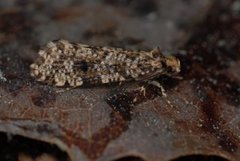 Nettkjukemøll (Montescardia tessulatellus)
