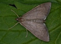 Jordengmott (Anania terrealis)