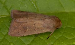 Teglrødt gressfly (Mythimna ferrago)