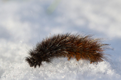 Rustvingespinner (Phragmatobia fuliginosa)