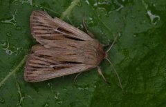 Kommagressfly (Leucania comma)