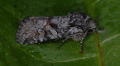 Smellefjellfly (Lasionycta proxima)