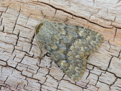 Tempelfly (Dasypolia templi)