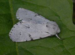 Hvitt kveldfly (Acronicta leporina)