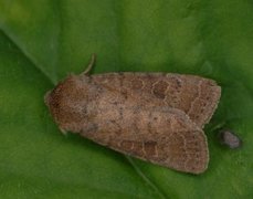 Lyst ringurtefly (Hoplodrina octogenaria)