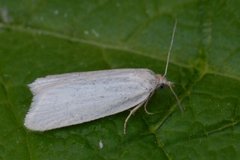 Sølvskyggevikler (Eana argentana)