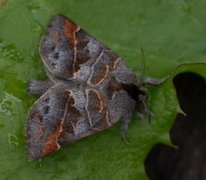 Dvergstjertspinner (Clostera pigra)