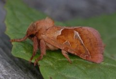 Rød roteter (Triodia sylvina)