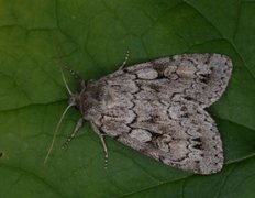 Lyst taigafly (Xestia sincera)