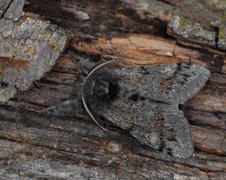 Heibørstespinner (Gynaephora fascelina)