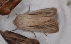 Kommagressfly (Leucania comma)