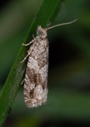 Heggekveldvikler (Epinotia signatana)