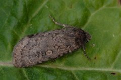 Sandmarkfly (Rhyacia simulans)