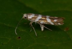 Oreblomstmøll (Argyresthia goedartella)