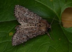 Kålfly (Mamestra brassicae)