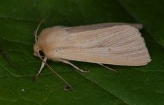 Halmgult gressfly (Mythimna pallens)