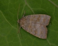 Osperingfly (Ipimorpha subtusa)