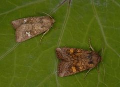 Variabelt stengelfly (Amphipoea fucosa)