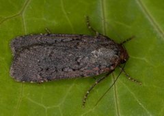 Grått sandfly (Spaelotis suecica)