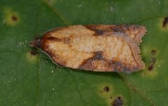 Mjødurtflatvikler (Acleris aspersana)