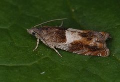 Orekveldvikler (Epinotia tenerana)