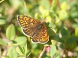 Marimjellerutevinge (Melitaea athalia)