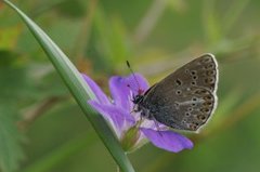 Brun blåvinge (Aricia eumedon)