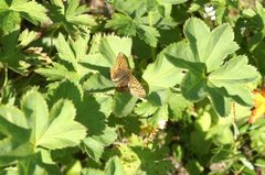 Fjellperlemorvinge (Boloria napaea)