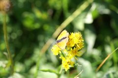 Purpurgullvinge (Lycaena hippothoe)