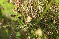 Purpurgullvinge (Lycaena hippothoe)