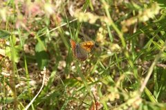 Purpurgullvinge (Lycaena hippothoe)