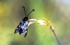 Fjellbloddråpesvermer (Zygaena exulans)