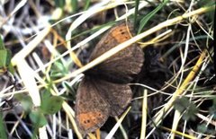 Fjellringvinge (Erebia pandrose)